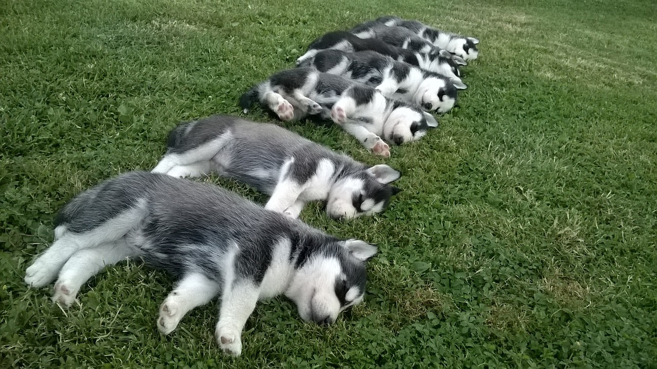 女狗男猪生什么孕妈供卵生的宝宝好（女狗男猪生什么孕妈供卵生的宝宝好命）